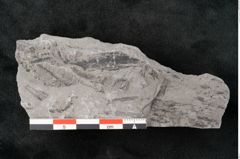 Foto (Detailansicht) von Neuropteris sp.  (NHMW-GEO-2024-0188-10695)